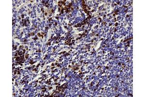 Immunohistochemistry analysis of paraffin-embedded mouse spleen using Survivin Polyclonal Antibody at dilution of 1:300. (Survivin 抗体)