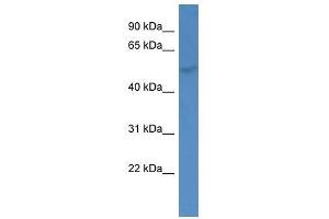 Western Blotting (WB) image for anti-Glucocorticoid Modulatory Element Binding Protein 1 (GMEB1) (N-Term) antibody (ABIN927471)