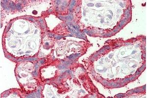 ABIN571050 (5µg/ml) staining of paraffin embedded Human Placenta. (SDHAF1 抗体  (C-Term))