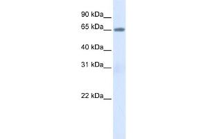 WB Suggested Anti-ALB Antibody Titration: 0. (Albumin 抗体  (N-Term))