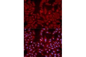 Immunofluorescence analysis of U2OS cell using GRIK2 antibody. (GRIK2 抗体  (AA 30-300))