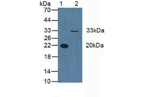 Western blot analysis of (1) Human Blood Cells and (2) Human HeLa cells. (Cyclin D3 抗体  (AA 1-292))