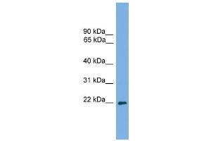 WB Suggested Anti-Msc Antibody Titration:  0. (Musculin 抗体  (C-Term))