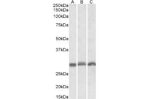 ABIN571226 (0. (PSMA4 抗体  (Internal Region))