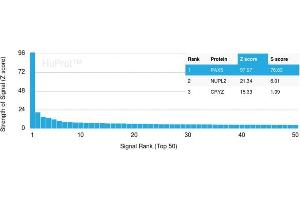 Analysis of Protein Array containing more than 21,000 full-length human proteins using PAX5 Mouse Monoclonal Antibody (PAX5/3735) Z- and S- Score: The Z-score represents the strength of a signal that a monoclonal antibody (Monoclonal Antibody) (in combination with a fluorescently-tagged anti-IgG secondary antibody) produces when binding to a particular protein on the HuProtTM array. (PAX5 抗体  (AA 235-382))