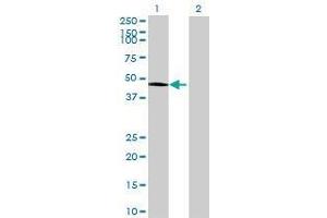Lane 1: C10orf97 transfected lysate ( 49.