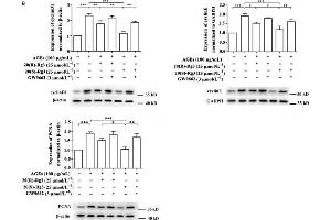 Western Blotting (WB) image for anti-Proliferating Cell Nuclear Antigen (PCNA) (AA 201-261) antibody (ABIN676598)