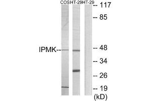 Western Blotting (WB) image for anti-Inositol Polyphosphate Multikinase (IPMK) (C-Term) antibody (ABIN1849800) (IPMK 抗体  (C-Term))
