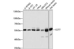 Western blot analysis of extracts of various cell lines, using CCT7 antibody (ABIN6128982, ABIN6138112, ABIN6138113 and ABIN6215731) at 1:3000 dilution. (CCT7 抗体  (AA 310-500))