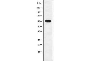 Western blot analysis of CGB using COS7 whole  lysates. (CGB 抗体)