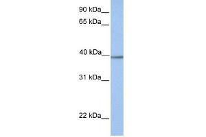 AMT antibody used at 1 ug/ml to detect target protein. (Aminomethyltransferase 抗体  (N-Term))