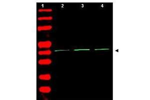 Western Blot of Rabbit Anti-Beta Actin Antibody. (beta Actin 抗体  (AA 359-368))