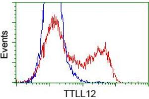 Flow Cytometry (FACS) image for anti-Tubulin tyrosine Ligase-Like Family, Member 12 (TTLL12) antibody (ABIN1499032) (TTLL12 抗体)