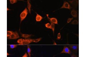 Immunofluorescence analysis of NIH/3T3 cells using ATP5D Polyclonal Antibody at dilution of 1:100. (ATP5F1D 抗体)