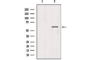 Western blot analysis of extracts from 293, using tbx21 Antibody. (T-Bet 抗体  (Internal Region))