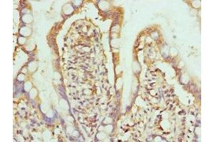 Immunohistochemistry of paraffin-embedded human small intestine tissue using ABIN7155076 at dilution of 1:100 (HPS1 抗体  (AA 1-324))