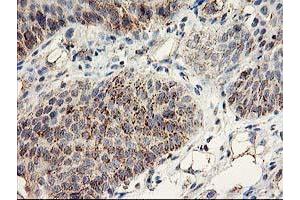 Image no. 1 for anti-DAN Domain Family, Member 5 (DAND5) (AA 23-189) antibody (ABIN1491235) (DAND5 抗体  (AA 23-189))
