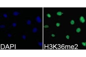 Immunofluorescence analysis of 293T cell using H3K36me2 antibody. (Histone 3 抗体  (H3K36me2))