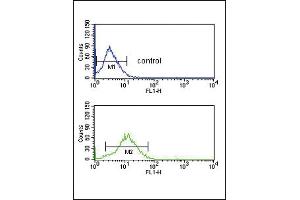 BDKRB1 Antibody (Center) (ABIN652683 and ABIN2842455) flow cytometric analysis of HepG2 cells (bottom histogram) compared to a negative control cell (top histogram). (BDK_1 (AA 213-239) 抗体)