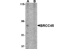 Western Blotting (WB) image for anti-Brain and Reproductive Organ-Expressed (TNFRSF1A Modulator) (BRE) (N-Term) antibody (ABIN1031282) (BRE 抗体  (N-Term))