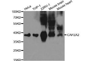CAPZA2 抗体  (AA 1-286)
