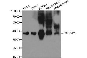 Western blot analysis of extracts of various cell lines, using CAPZA2 antibody. (CAPZA2 抗体  (AA 1-286))