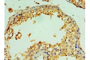 Immunohistochemistry of paraffin-embedded human testis tissue using ABIN7147022 at dilution of 1:100 (Cathepsin L2 抗体  (AA 105-334))