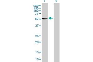 Western Blot analysis of PTPN11 expression in transfected 293T cell line by PTPN11 MaxPab polyclonal antibody.