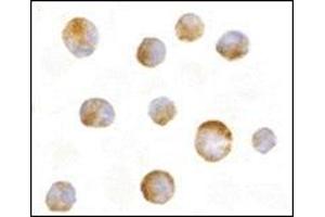 Immunocytochemistry of Mcl-1 in Raji cells with this product at 10 μg/ml. (MCL-1 抗体  (N-Term))
