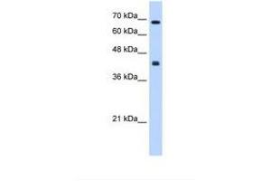 Image no. 1 for anti-Carbohydrate (N-Acetylgalactosamine 4-0) Sulfotransferase 8 (CHST8) (AA 201-250) antibody (ABIN6738605) (CHST8 抗体  (AA 201-250))