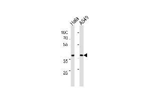 ERCC1 Antibody (C-term) (ABIN1882194 and ABIN2843349) western blot analysis in Hela,A549 cell line lysates (35 μg/lane). (ERCC1 抗体  (C-Term))