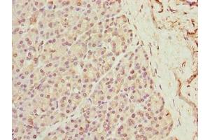 Immunohistochemistry of paraffin-embedded human pancreatic tissue using ABIN7175917 at dilution of 1:100 (xpr1 抗体  (AA 529-696))
