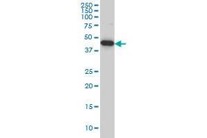PALM2 monoclonal antibody (M09), clone 1A8 Western Blot analysis of PALM2 expression in Hela S3 NE . (Paralemmin 2 抗体  (AA 321-411))