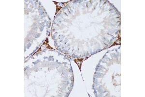 Immunohistochemistry of paraffin-embedded mouse testis using PGRMC1 antibody. (PGRMC1 抗体  (AA 44-195))