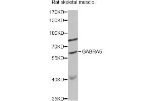 Western blot analysis of extracts of rat skeletal muscle, using GABRA5 antibody. (GABRA5 抗体)
