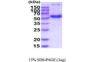 FZD4 Protein (AA 37-222) (hIgG-His-tag)