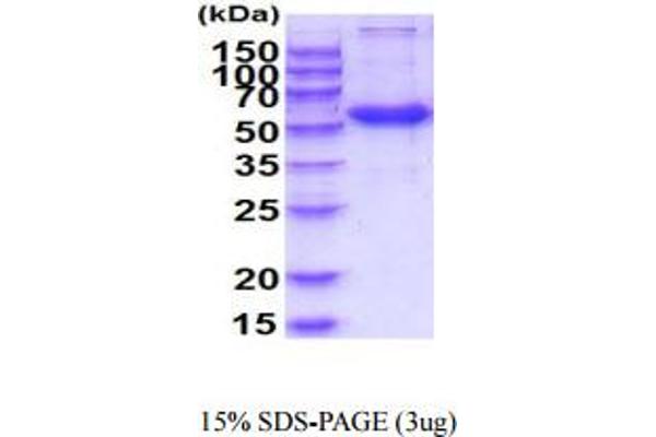 FZD4 Protein (AA 37-222) (hIgG-His-tag)