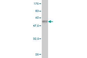 Western Blot detection against Immunogen (56. (EPH Receptor A7 抗体  (AA 1-279))