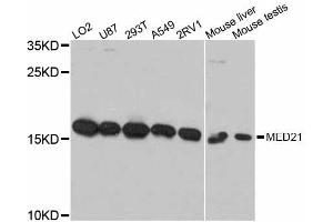Western blot analysis of extracts of various cell lines, using MED21 antibody (ABIN5998202) at 1:3000 dilution. (MED21 抗体)