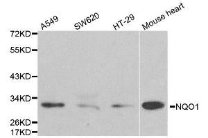 Western blot analysis of extracts of various cell lines, using NQO1 antibody. (NQO1 抗体  (AA 1-50))