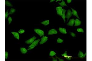 Immunofluorescence (IF) image for anti-TRAF3 Interacting Protein 2 (TRAF3IP2) (AA 451-565) antibody (ABIN564691)