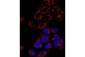 Confocal immunofluorescence analysis of U2OS cells using TOMM40 Polyclonal Antibody (ABIN1683091, ABIN3017594, ABIN3017595 and ABIN6220162) at dilution of 1:200. (TOMM40 抗体  (AA 1-90))