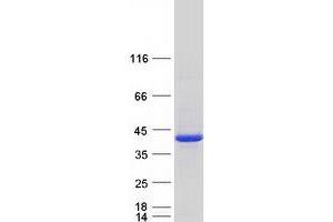 Western Blotting (WB) image for Proliferating Cell Nuclear Antigen (PCNA) (Transcript Variant 1) protein (Myc-DYKDDDDK Tag) (ABIN2728440)