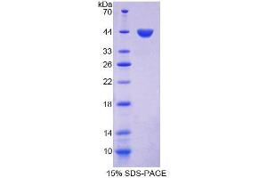 SDS-PAGE (SDS) image for Follicle-Stimulating Hormone (FSH) (AA 25-116) protein (His tag,GST tag) (ABIN6239987)