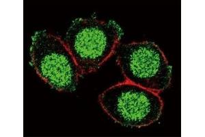 Immunofluorescence (IF) image for anti-Paired Box 6 (PAX6) (AA 183-210) antibody (ABIN3032129)