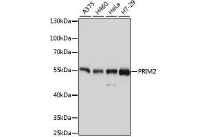 Western blot analysis of extracts of various cell lines, using PRIM2 antibody (ABIN4904851) at 1:3000 dilution. (PRIM2 抗体)