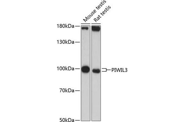 PIWIL3 Antikörper  (AA 40-320)