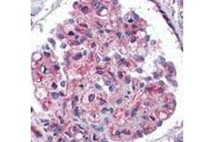 IHC analysis of FFPE human kidney tissue stained with anti-Ubiquitin antibody