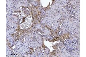IHC analysis of Annexin-4/ANXA4 using anti-Annexin-4/ANXA4 antibody (ABIN7599265).
