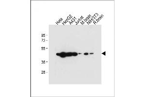 All lanes : Anti-TUFM Antibody (N-term) at 1:2000 dilution Lane 1: Hela whole cell lysate Lane 2: HepG2 whole cell lysate Lane 3: A431 whole cell lysate Lane 4: Jurkat whole cell lysate Lane 5: Mouse brain tissue lysate Lane 6: NIH/3T3 whole cell lysate Lane 7: Rat brain whole cell lysate Lysates/proteins at 20 μg per lane. (TUFM 抗体  (N-Term))